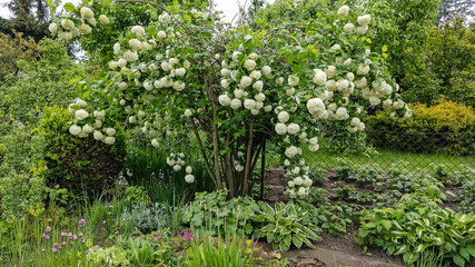 Fototapeta na wymiar a bush of viburnum growing outside in the garden in spring blooms with white round flowers