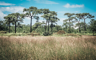Meadow and pine forest between the nature trail on Phu Kradueng, Loei Province, Thailand