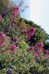 Obraz premium Colonia di fiori Anacamptis su prato scosceso