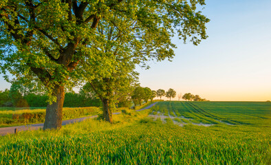Sundown over fields and trees in a green hilly grassy landscape under a colorful sky in sunlight in springtime, Voeren, Limburg, Belgium, June, 2021
