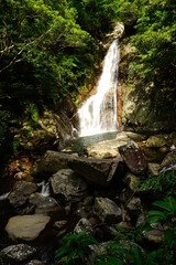 Naklejka na ściany i meble Hiji waterfall, Hijiotaki, Okinawan national park - 比地大滝 沖縄
