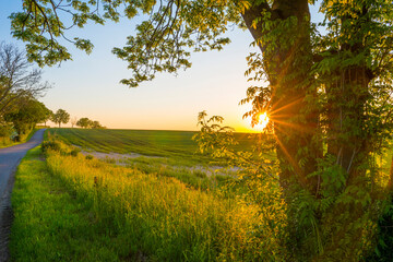 Obraz premium Sundown over fields and trees in a green hilly grassy landscape under a colorful sky in sunlight in springtime, Voeren, Limburg, Belgium, June, 2021