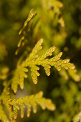 young thuja
