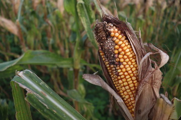 ripe maize stock with tree in the firm