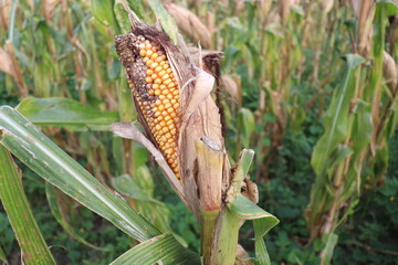 ripe maize stock with tree in the firm