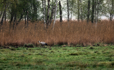Obraz na płótnie Canvas Crane on a meadow on the Müritz Mecklenburg-Western Pomerania