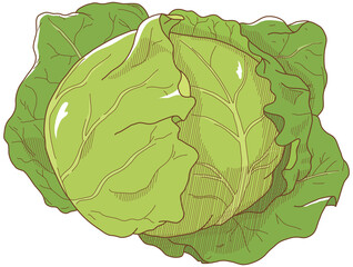 キャベツ