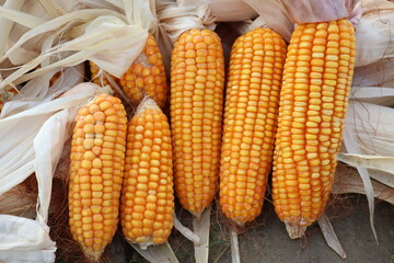 ripe maize stock on shop