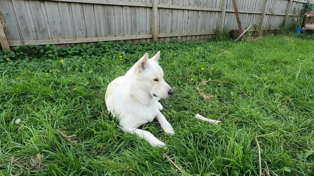 White Male Siberian Husky Miska At 18 Months Old.