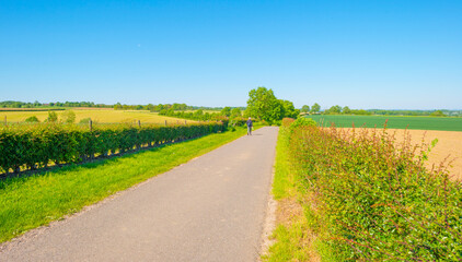 Obraz premium Fields and trees in a green hilly grassy landscape under a blue sky in sunlight in springtime, Voeren, Limburg, Belgium, June, 2021