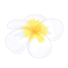White frangipani flower isolated on white background. Vector illustration of ornamental flowers