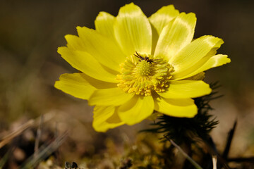 Frühlings-Adonis, Frühlings-Adonisröschen, Adonis vernalis, Adonisröschen