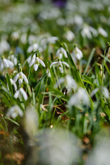Kleines Schneeglöckchen, Galanthus nivalis