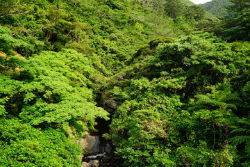 Top view of creek and green forest at Yambaru National Park in Okinawa, Japan - 沖縄 やんばる国立公園 川と森林