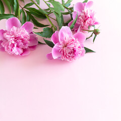 Fototapeta na wymiar Bouquet of pink peony flowers close-up with copy space