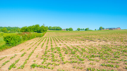 Fototapeta na wymiar Corn growing in a green hilly landscape under a blue sky in sunlight in springtime, Voeren, Limburg, Belgium, June, 2021