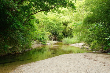 Swallow creek at Yambaru National Park in Okinawa, Japan - 沖縄 やんばる国立公園 川