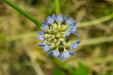 Lily of the Nile or the African lily plant is herbaceous perennial