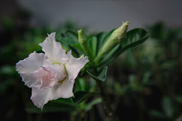 The exotic, beautiful Close up multi layer petal of desert roses, azalea flowers, adenium, obesum, azalea know as tropical flower, queen pretty flower blooming garden