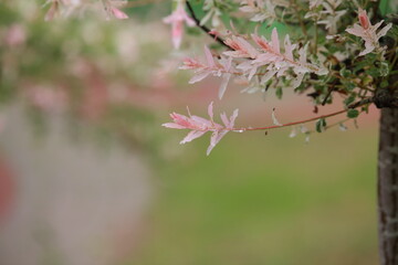 pink cherry blossom