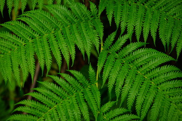 leaf of Cyathea spinulosa in Japan - 日本 シダの葉 アップ	
