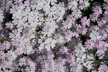 Carpet made of flowers. Background. Texture. Spring background. Spring Summer