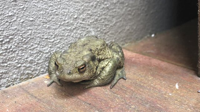 Eine Nahaufnahme einer auf der Terrasse sitzenden Erdkröte, Bufo Bufo.
