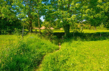 Fields and trees in a green hilly grassy landscape under a blue sky in sunlight in springtime, Voeren, Limburg, Belgium, June, 2021