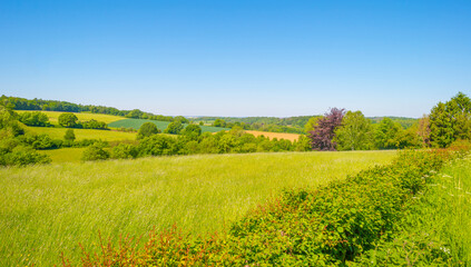 Fields and trees in a green hilly grassy landscape under a blue sky in sunlight in springtime, Voeren, Limburg, Belgium, June, 2021