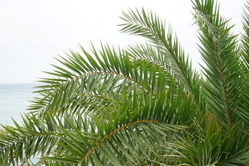Obraz na płótnie Canvas Green leaf of coconut palm tree, closeup - ヤシの木 アップ