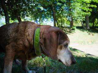 Blind dog, 17 years old.