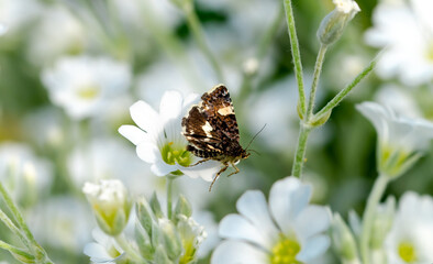 Ackerwinden-Trauereule (Tyta luctuosa) moth butterfly collects nectar and pollen from white flower on a blurred white  background on a sunny day in garden. Germany, RLP