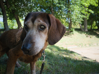 Blind dog, 17 years old.