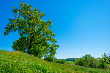 Fototapeta na wymiar Fields and trees in a green hilly grassy landscape under a blue sky in sunlight in springtime, Voeren, Limburg, Belgium, June, 2021