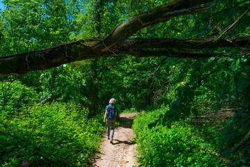 Obraz premium Footpath in sunlight and shadow in green woodland in springtime, Voeren, Limburg, Belgium, June, 2021