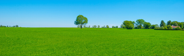 Fields and trees in a green hilly grassy landscape under a blue sky in sunlight in springtime, Voeren, Limburg, Belgium, June, 2021
