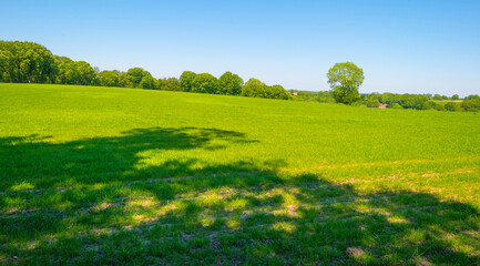 Fields and trees in a green hilly grassy landscape under a blue sky in sunlight in springtime, Voeren, Limburg, Belgium, June, 2021