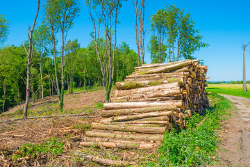 Footpath in sunlight and shadow in green woodland in springtime, Voeren, Limburg, Belgium, June, 2021