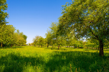 Naklejka premium Fields and trees in a green hilly grassy landscape under a blue sky in sunlight in springtime, Voeren, Limburg, Belgium, June, 2021