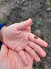 the child holds a ladybug in his palm. the kid explores nature, catches insects. childhood, learns the world around.