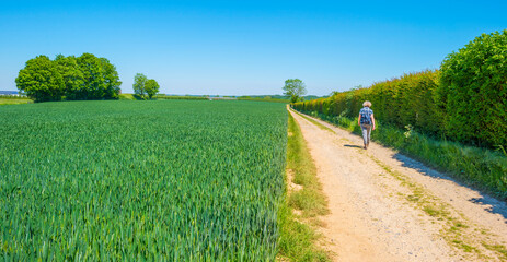 Wheat growing in an agricultural field in the countryside in bright sunlight under a blue sky in springtime, Voeren, Limburg, Belgium, June, 2021