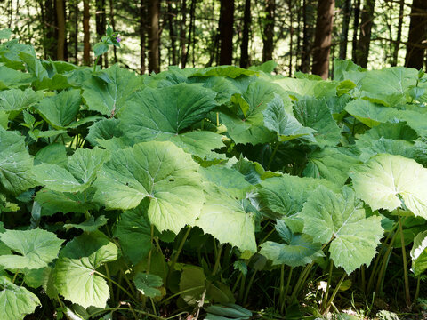Tapis de pétasites blancs ou Petasites albus à grandes feuilles vert-mat, arrondiee, dentées et nervurées le long d'un sentier humide en Forêt-Noire en Allemagne