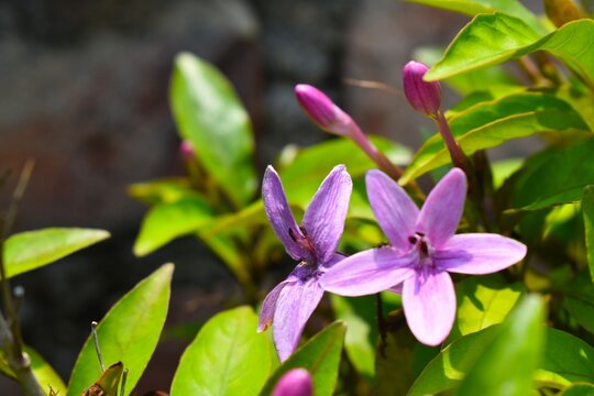 flowers in spring parple  go green