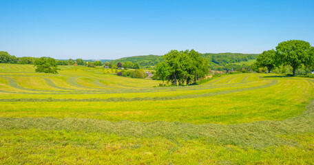 Fototapeta premium Mowed grass drying for hay in an agricultural field in the countryside under a blue sky sky in sunlight in springtime, Voeren, Limburg, Belgium, June, 2021