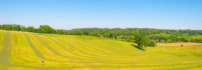 Mowed grass drying for hay in an agricultural field in the countryside under a blue sky sky in sunlight in springtime, Voeren, Limburg, Belgium, June, 2021