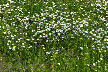 Wiese mit blühenden Margeriten