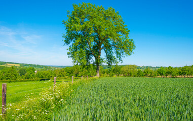Fototapeta na wymiar Wheat growing in an agricultural field in the countryside in bright sunlight under a blue sky in springtime, Voeren, Limburg, Belgium, June, 2021