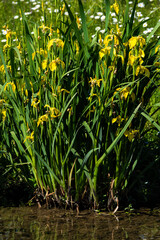 Terrakotta-Schwertlilien