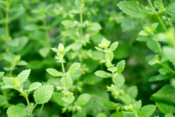 Close up of beautiful fresh mint in the garden