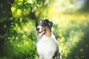 Fototapeta na wymiar Portrait of adorable australian shepherd dog posing in the park on yellow dandalion's and green tree's background